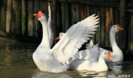 八鹅吃瓜菌娱乐圈,娱乐圈风云录